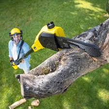 Professional Tree Care in Riverbend, WA