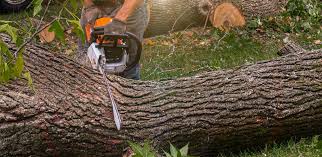  Riverbend, WA Tree Care Pros