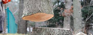 How Our Tree Care Process Works  in  Riverbend, WA