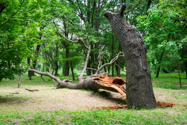 Best Fruit Tree Pruning  in Riverbend, WA