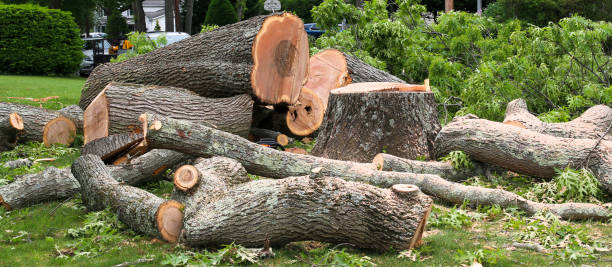 Best Tree Cabling and Bracing  in Riverbend, WA