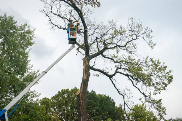 Best Fruit Tree Pruning  in Riverbend, WA