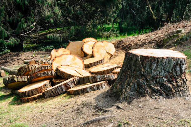 Best Lot and Land Clearing  in Riverbend, WA